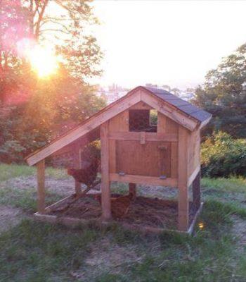 recycled pallet rustic chicken tractor