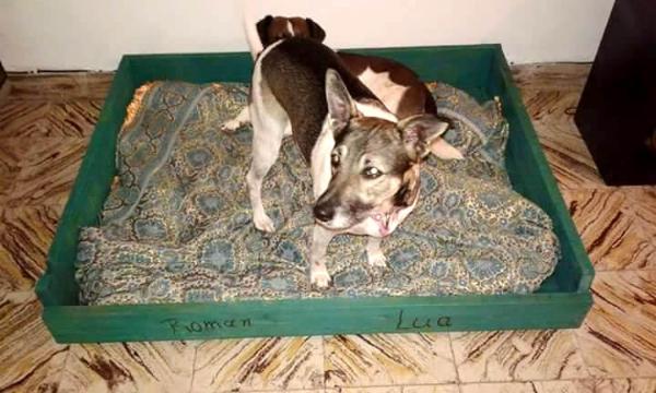 handmade pallet dog bed with cushion