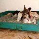 custom wooden pallet dog bed
