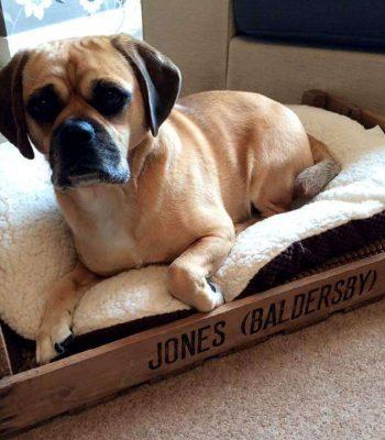 cute pallet dog bed