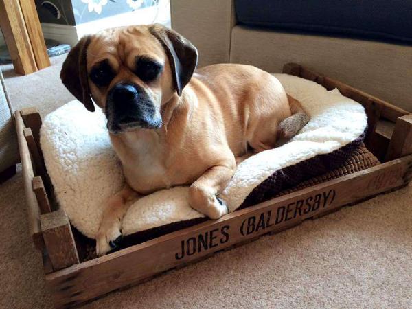 cute pallet dog bed