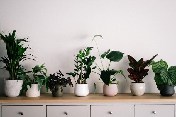 The Major Health Benefits Of Having Indoor Plants Why It's Important