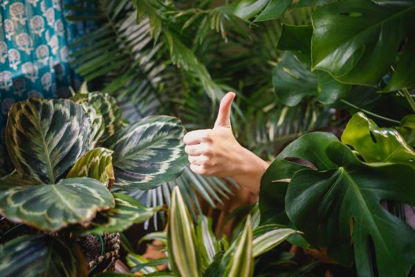 The Major Health Benefits Of Having Indoor Plants Why It's Important