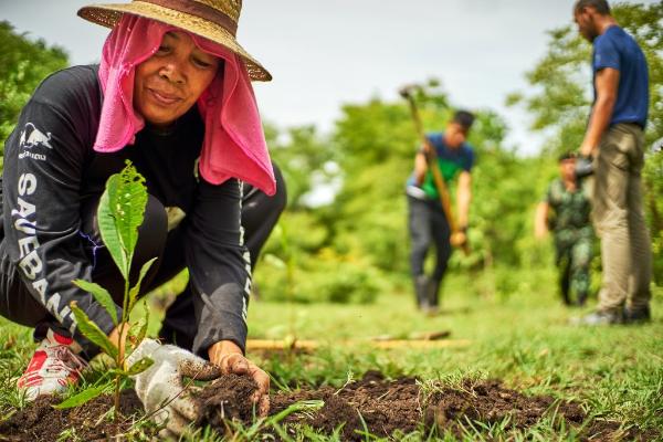 tips on enriching your garden with the help of trees