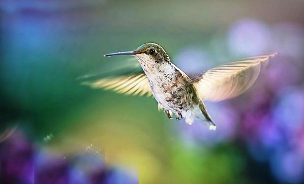 a beautiful garden attracting birds to your humble abode